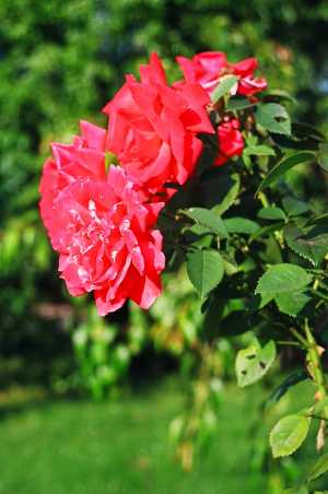 a rose from the garden